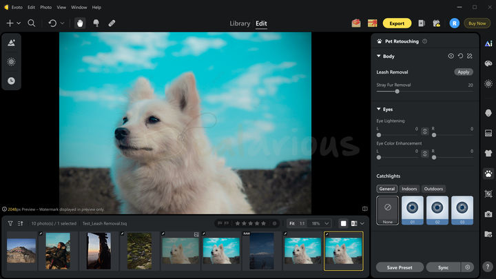 Evoto AI Pet Retouching Evoto AI photo editing panel displaying the result after applying the Leash Removal feature from the Pet Retouching module.